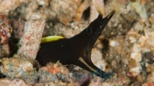 black ribbon eel size
