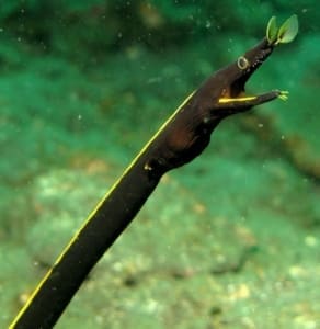 black ribbon eel tank setup