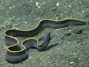 black ribbon eel water filtration