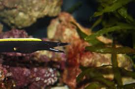 black ribbon eel water salinity