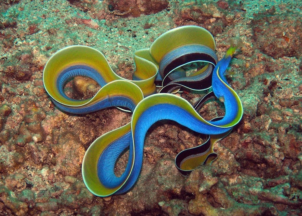 Blue Ribbon Eel Care Ribbon Eel Care Blue Ribbon Eel for Sale