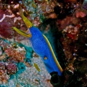 blue ribbon eel diet