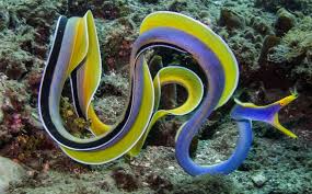 blue ribbon eel for sale