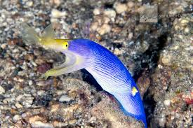 blue ribbon eel info