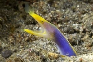 blue ribbon eel information