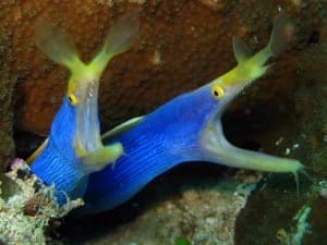 blue ribbon eel lighting