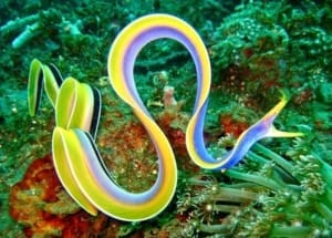 blue ribbon eel oxygen