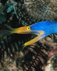 blue ribbon eel size
