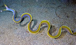 blue ribbon eel tankmates
