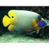 blueface angelfish