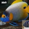 Blueface Angelfish