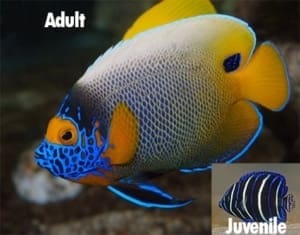 Blueface Angelfish