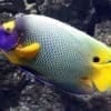 blueface angelfish for sale