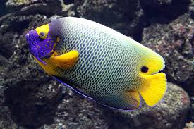 blueface angelfish for sale