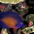 coral beauty angelfish