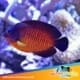 coral beauty angelfish for sale