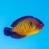 coral beauty angelfish for sale