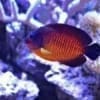 coral beauty angelfish for sale near me