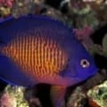 coral beauty fish for sale