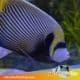 emperor angelfish