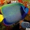 Emperor Angelfish