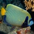 Emperor Angelfish for sale