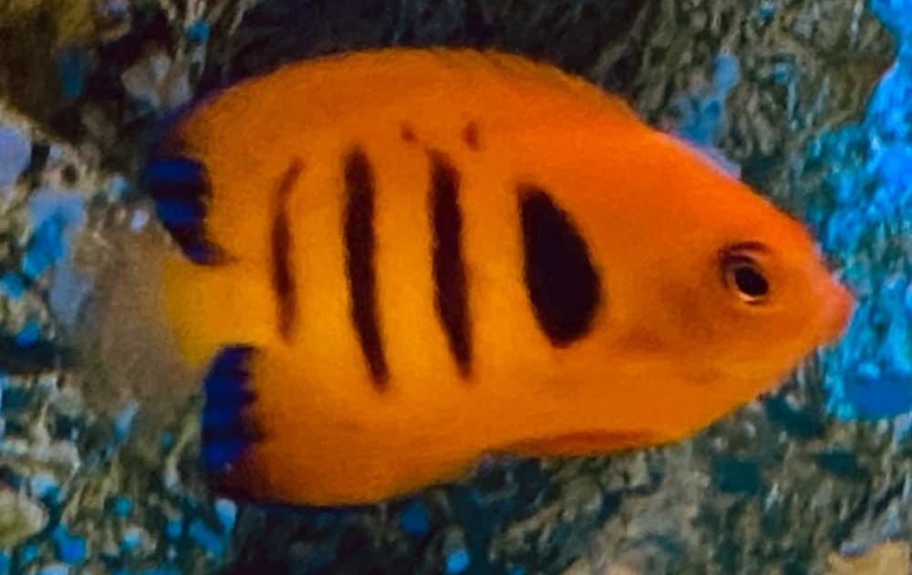 flame angel fish