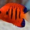 flame angel fish for sale