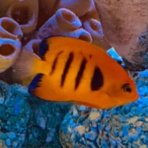 flame angelfish