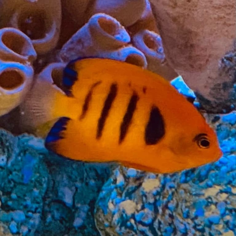 Marine fish for sale online live marine aquarium fish for sale near me