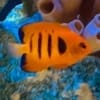 flame angelfish for sale