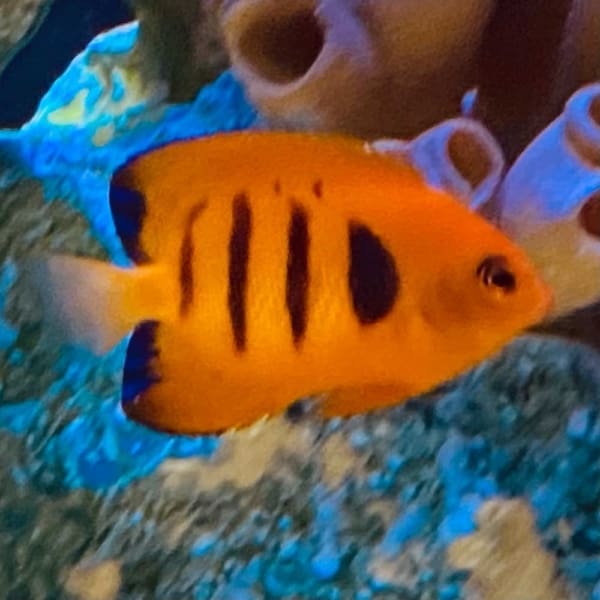flame angelfish for sale