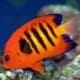 flame angelfish for sale