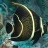 French Angelfish