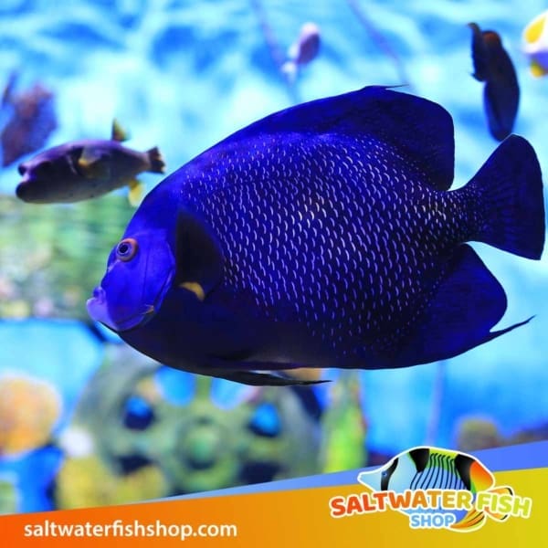 French Angelfish for sale