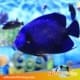 French Angelfish for sale