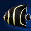 French Angelfish for sale