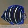 juvenile blueface angelfish