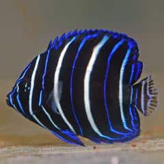 juvenile blueface angelfish