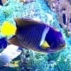 king angelfish