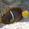 King Angelfish