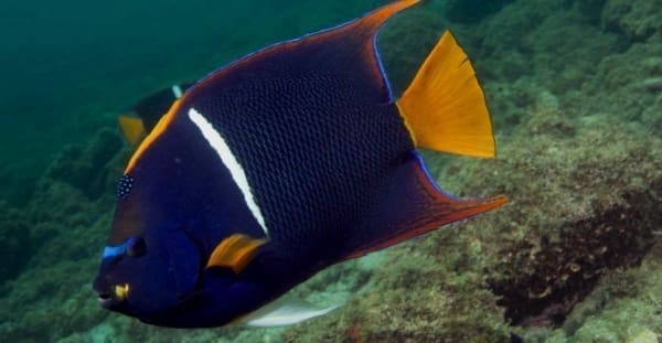 King Angelfish for sale