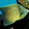 koran angelfish for sale