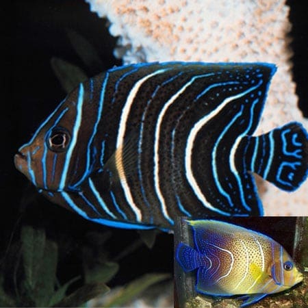 Koran Angelfish