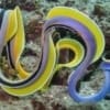 leaf-nosed moray eel care