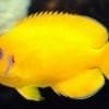 lemon peel angel fish for sale