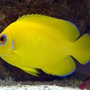 lemon peel angelfish for sale