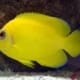 lemon peel angelfish for sale