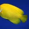 lemonpeel angelfish