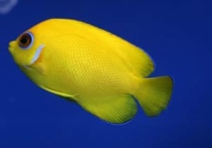 small angelfish